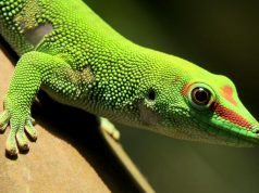 gecko-lizard
